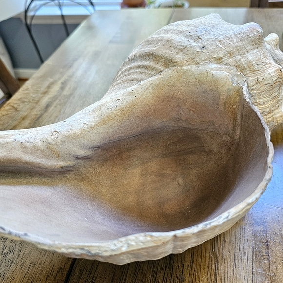 Horse Conch Seashell Decor Bowl - Picture 9 of 10